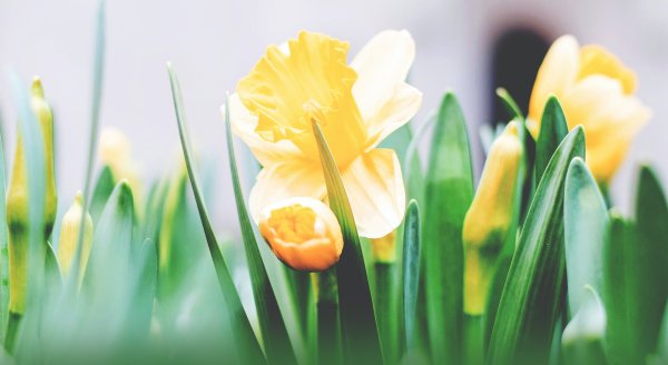 Easter flowers