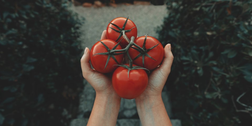 tomato