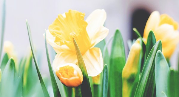 Easter flowers