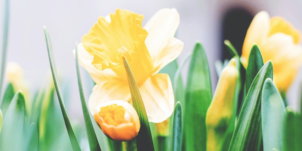 Easter flowers